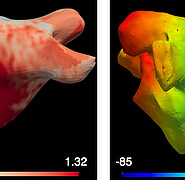 Basis für die Modellgenerierung sind patientenindividuelle medizinische Daten, wie Magnetresonanztomographie (MRT, links) oder elektroanatomische Messungen (rechts), die mittels Katheteruntersuchung gewonnen werden. (Bild: Institut für Biomedizinische Technik / KIT) 