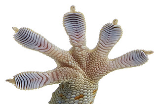 Ideal adhesive strip