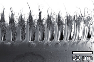 Nanofur separates oil from water