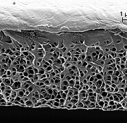 The high scattering efficiency of the polymer structure produced could provide a high degree of whiteness for industrial products. (Image: Institute of Microstructure Technology / KIT)