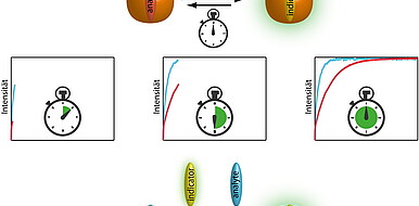 Analyte differentiation is now also possible for non-selective receptors with corresponding kinetic progression: Illustration of the principle of competitive binding of one indicator with two analyte-receptor pairs according to the new kinADA procedure. (
