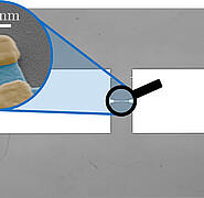 Vergleich zwischen Nanokontakt (1) und konventionellem Überlapp-Josephson-Kontakt (2): Nummer 2: Rasterelektronenmikroskop-Aufnahme einer Quantenschaltung mit konventionellem Überlapp-Josephson-Kontakt. (Quelle: KIT)