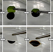 The super-hydrophobe oil trap, also referred to as a nanofur, and its natural prototype, the Salvinia plant. Both absorb crude oil from the water surface without taking in any water.