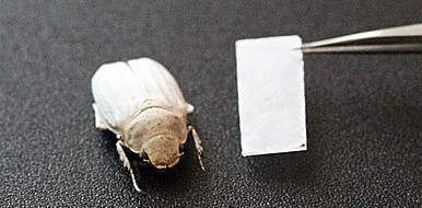 Nach dem Vorbild des weißen Käfers Cyphochilus insulanus, der an seiner Oberfläche eine stark streuende Mikrostruktur aufweist, erzeugt ein mikrostrukturierter Polymerfilm eine strahlend weiße Beschichtung. (Bild: Institut für Mikrostrukturtechnik /KIT)