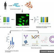 Human skin derived cell-penetrating agents can enter cells in a direct manner even at low temperatures over a large concentration range. They show no toxicity and do not induce any immune reaction. (Image: created in BioRender.com)