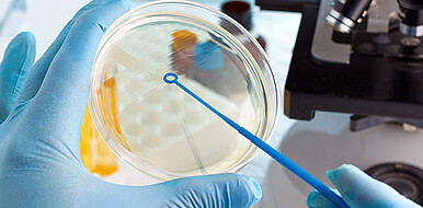 Beispielhaft hantiert eine Person im mikrobiologischen Labor mit einer Petrischale. Neben der Medizin- und Gewebetechnik werden biohybride Verbundmaterialien je nach Eigenschaft unter anderem in der Biotechnologie, Robotik oder Nanotechnologie eingesetzt. (Bild: angellodeco / Shutterstock)