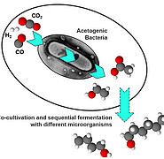 Ein Gasgemisch aus Wasserstoff (H2), Kohlenmonoxid (CO) und Kohlendioxid (CO2) wird bei der Synthesegasfermentation mithilfe von anaeroben, acetogenen Mikroorganismen als Ganzzellen-Katalysatoren umgewandelt. Um die Raum-Zeit-Ausbeute zu erhöhen, kann die Fermentation im Reaktor unter erhöhtem Druck bis 10 bar stattfinden. (Bild: Dr. I.K. Stoll / KIT)