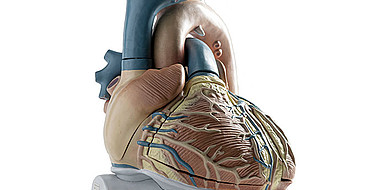 Unipolare Elektrogramme ermöglichen die gezielte Bestimmung des ventrikulären Fernfeldes und können so eine präzisere und sicherere Behandlung von Herzrhythmusstörungen ermöglichen. (Bild: Markus Breig / KIT)