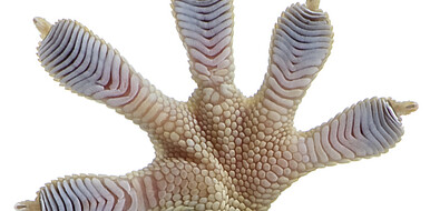 The toes of a gecko have a lamellar structure and are covered by finest hair that are not visible to the naked eye.