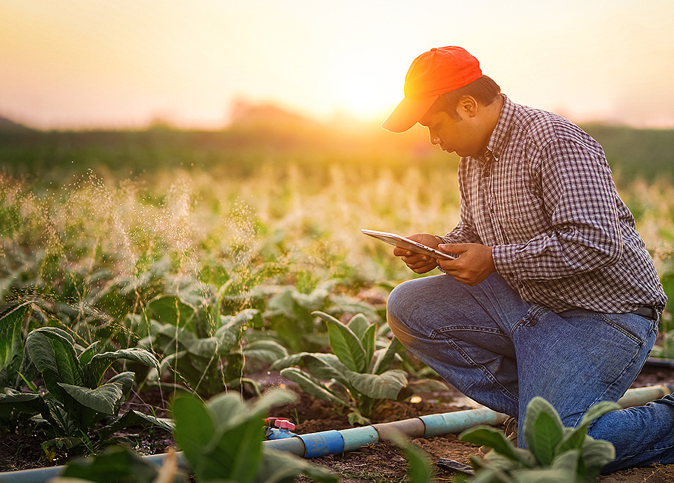 In the future, the newly developed soil humidity sensor will support farmers and large-scale agricultural enterprises in need-based and sustainable irrigation. The tensiometer provides important data on humidity content in soils and substrate. (Image: Attasit saentep/ Shutterstock)